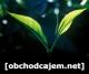 Obchod čajem Obchod čajem